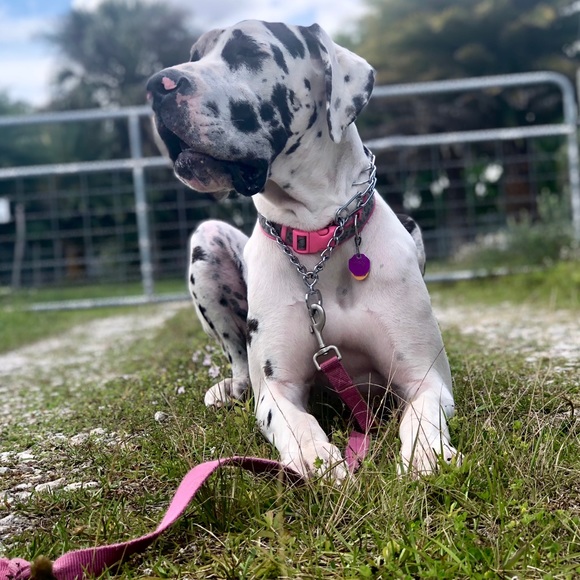 Meet your Posher, Lyneรฉ - Picture 3 of 3